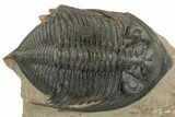 Zlichovaspis Trilobite With Crotalocephalina - Atchana, Morocco #232761-2